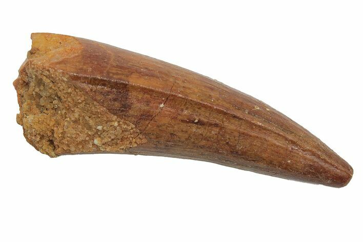 Cretaceous Fossil Crocodile Tooth - Morocco #212589